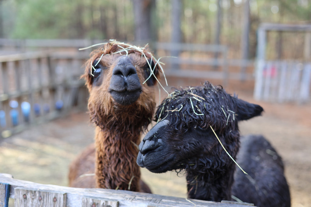 Black Alpaca Rolag
