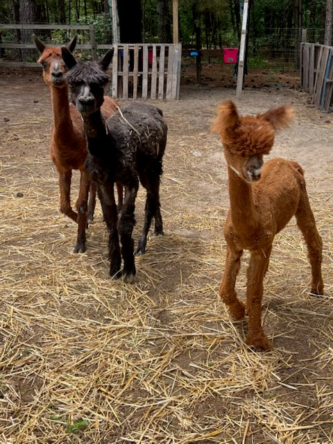Black Alpaca Rolag