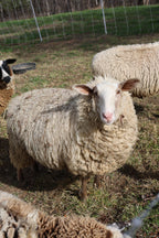Wool Processing for Beginners