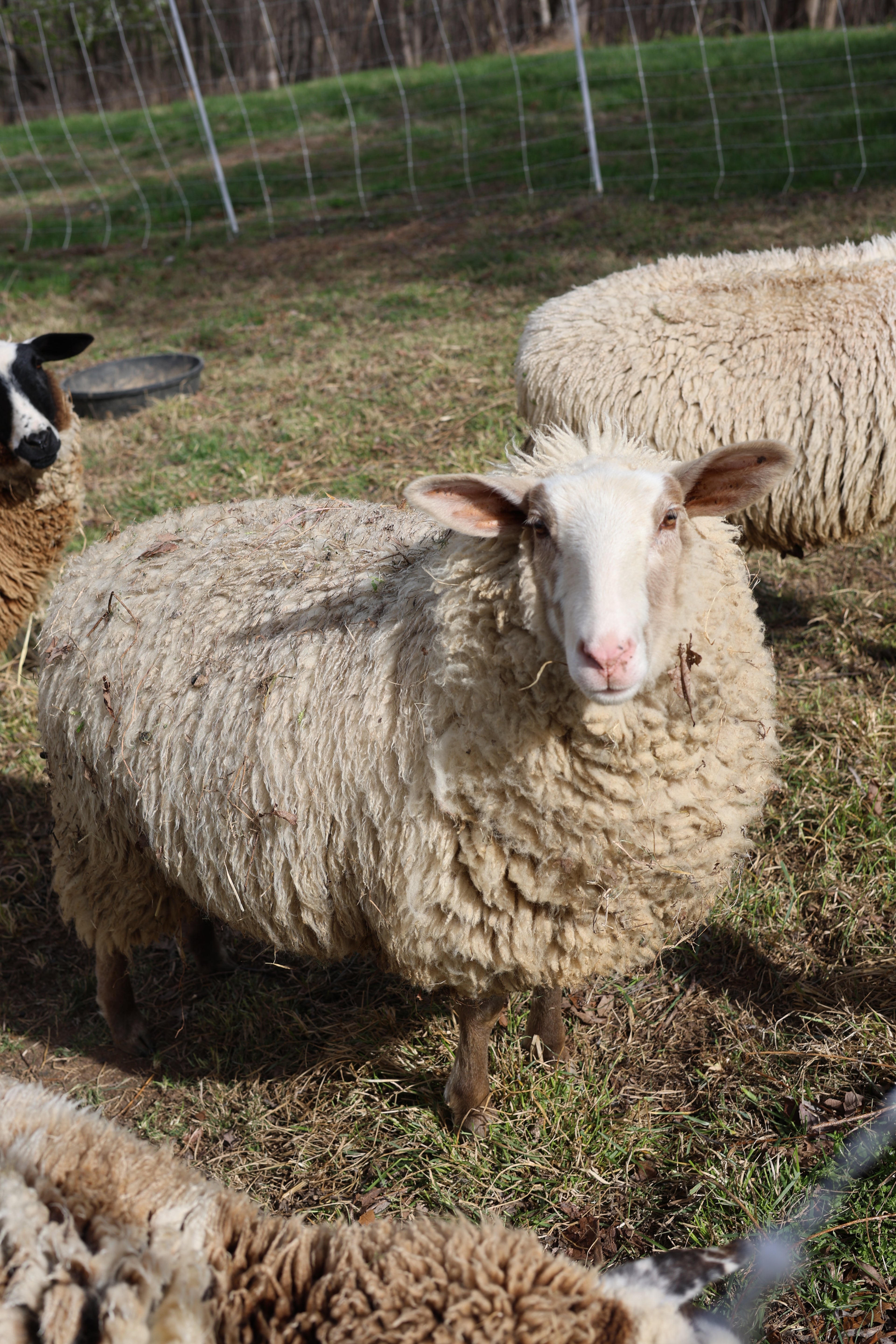 Wool Processing for Beginners