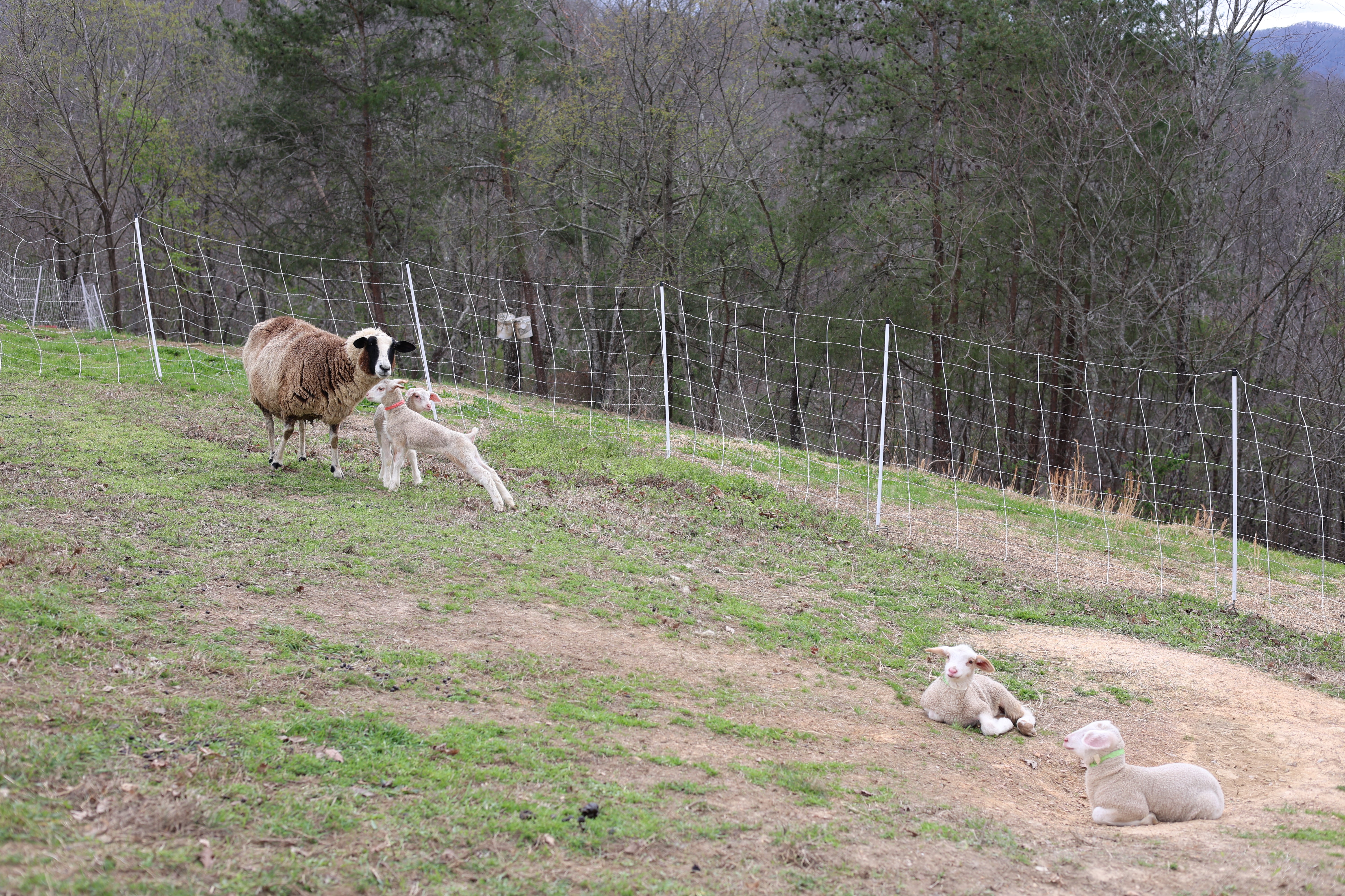 Pictured is an East Friesian/Tunis-mixed ewe with her lambs in a fenced mountainside area in Hot Springs, NC. 