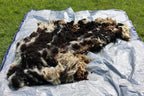 Jill (Yearling East Friesian Mix Sheep)