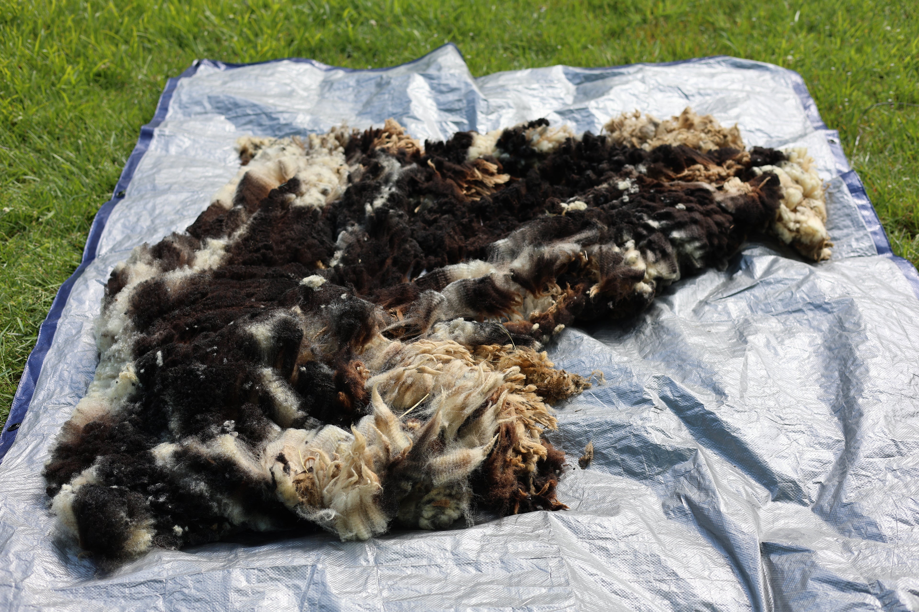 Jill (Yearling East Friesian Mix Sheep)