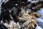 Jill (Yearling East Friesian Mix Sheep)