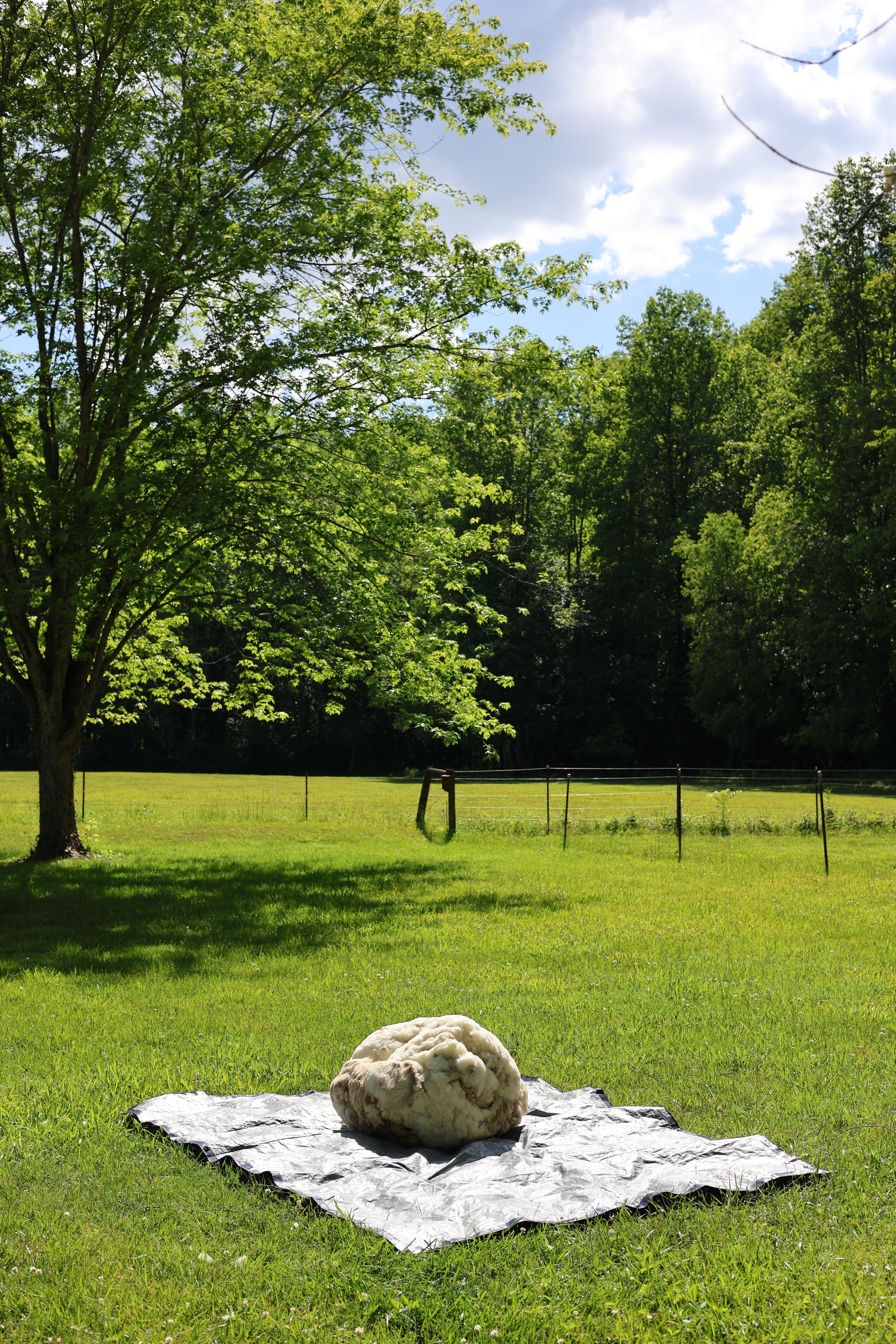 Claude (Ram, East Friesian Sheep Mix Fleece)