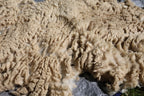 Claude (Ram, East Friesian Sheep Mix Fleece)