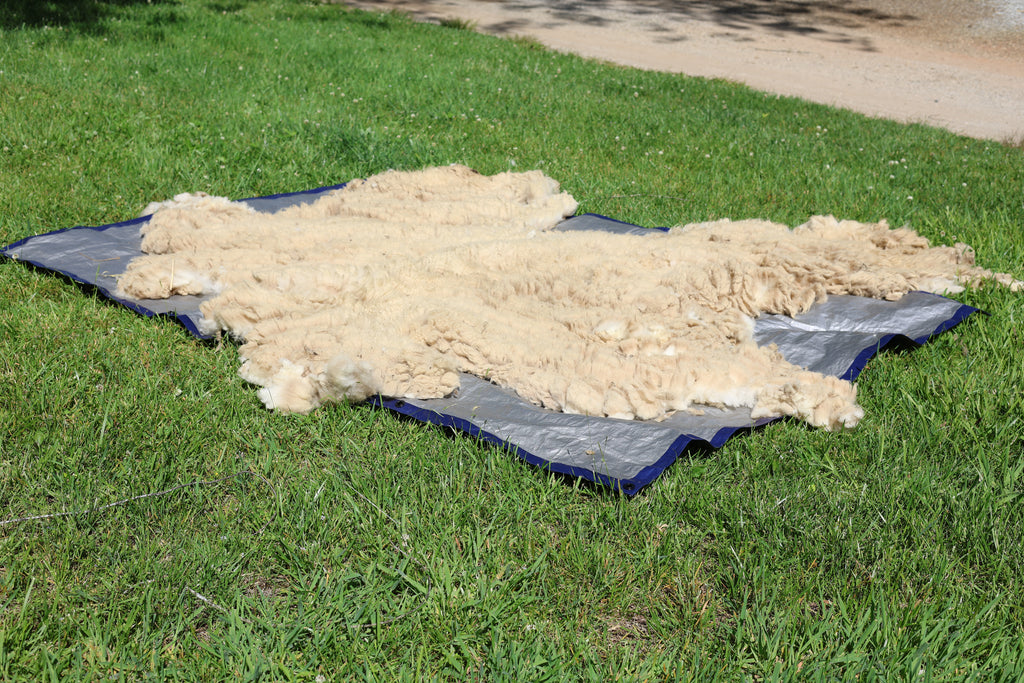 Claude (Ram, East Friesian Sheep Mix Fleece)