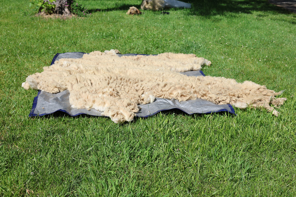 Claude (Ram, East Friesian Sheep Mix Fleece)