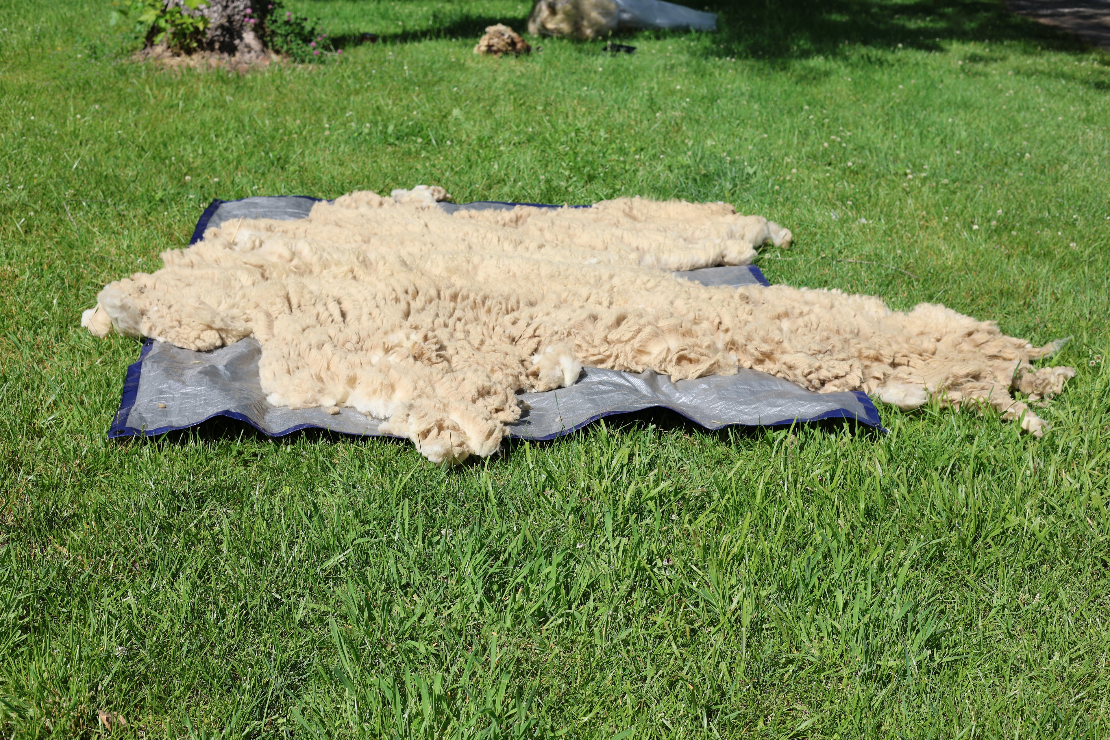 Claude (Ram, East Friesian Sheep Mix Fleece)
