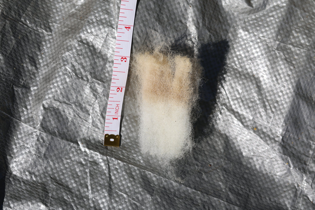 Claude (Ram, East Friesian Sheep Mix Fleece)
