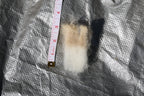Claude (Ram, East Friesian Sheep Mix Fleece)