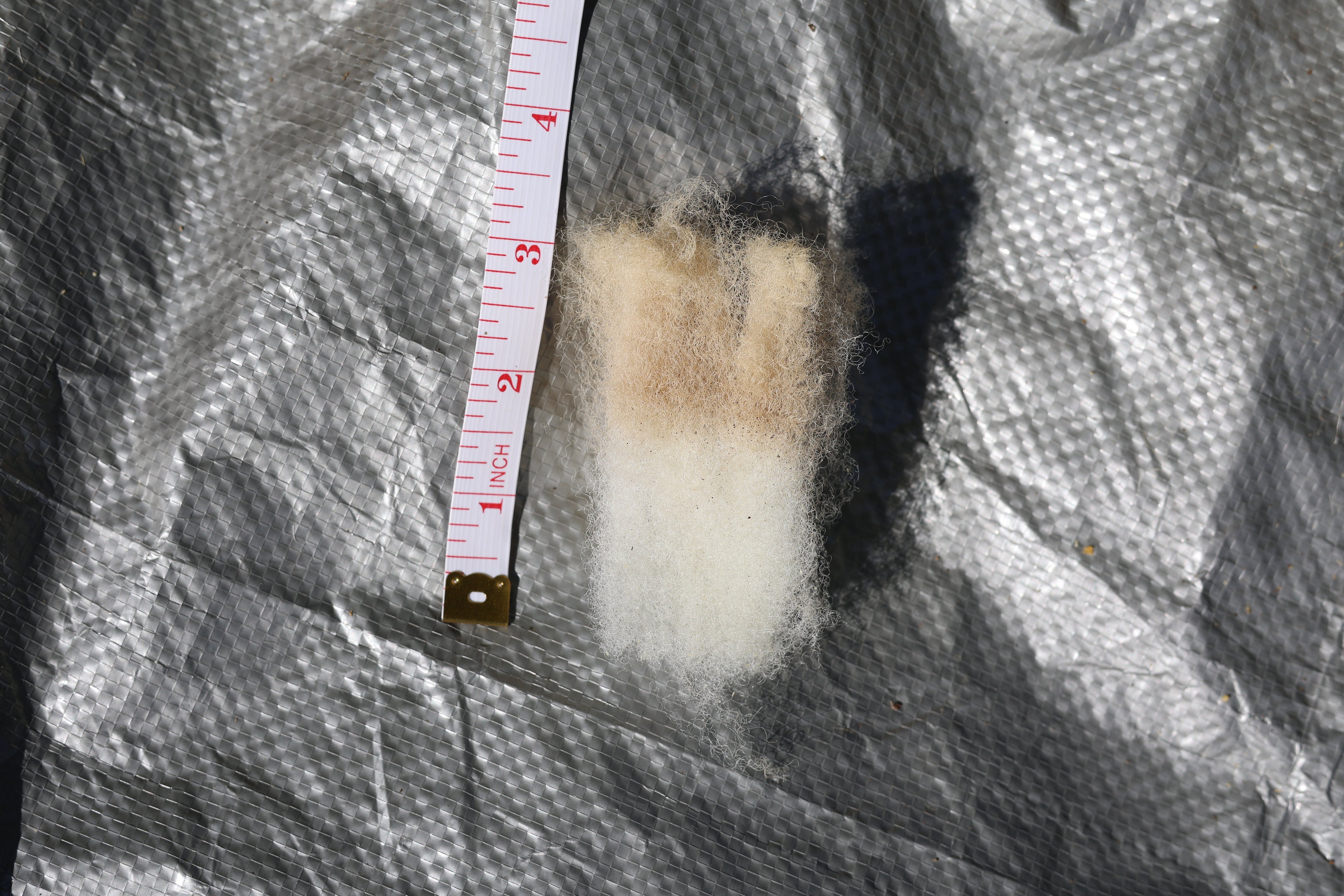 Claude (Ram, East Friesian Sheep Mix Fleece)