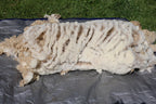 Claude (Ram, East Friesian Sheep Mix Fleece)