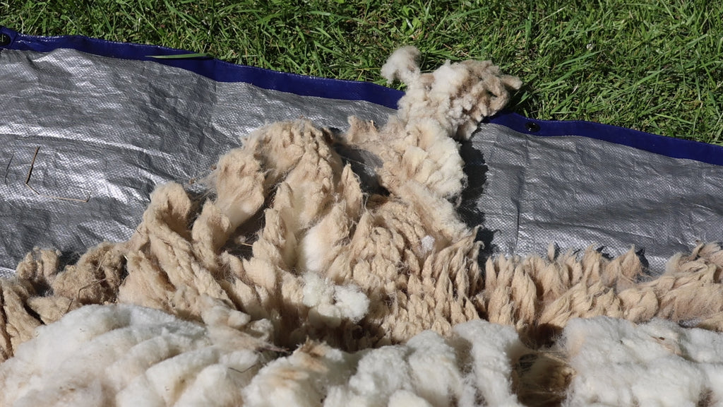 Claude (Ram, East Friesian Sheep Mix Fleece)