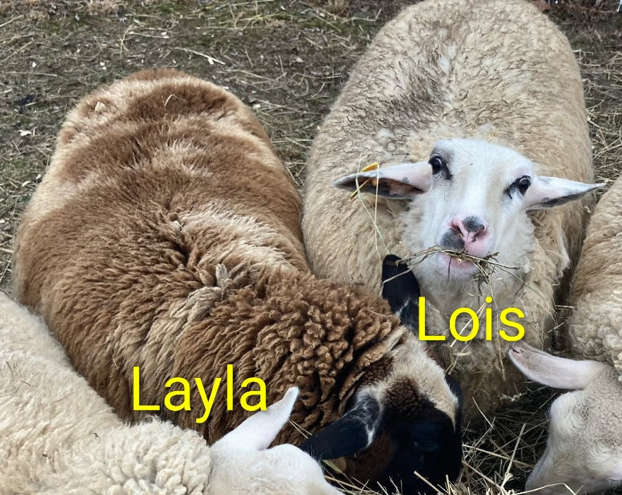 East Friesian-Tunis Mix Yarn