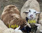 East Friesian-Tunis Mix Yarn