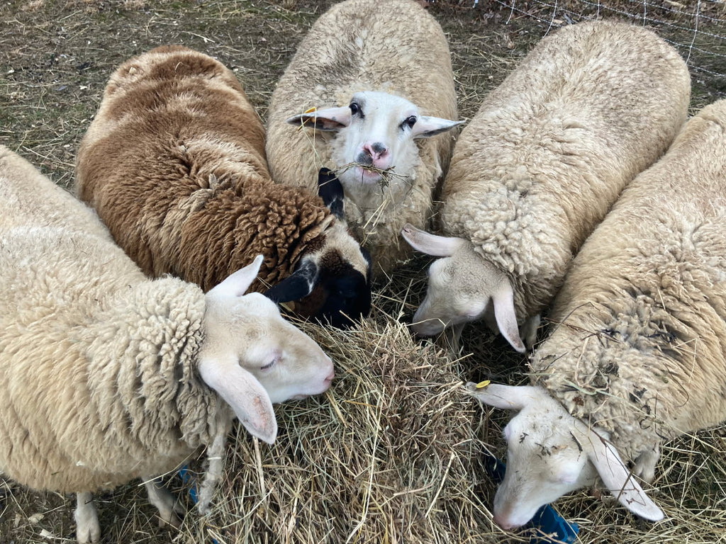 East Friesian-Tunis Mix Yarn