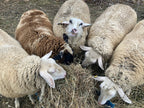 East Friesian-Tunis Mix Yarn