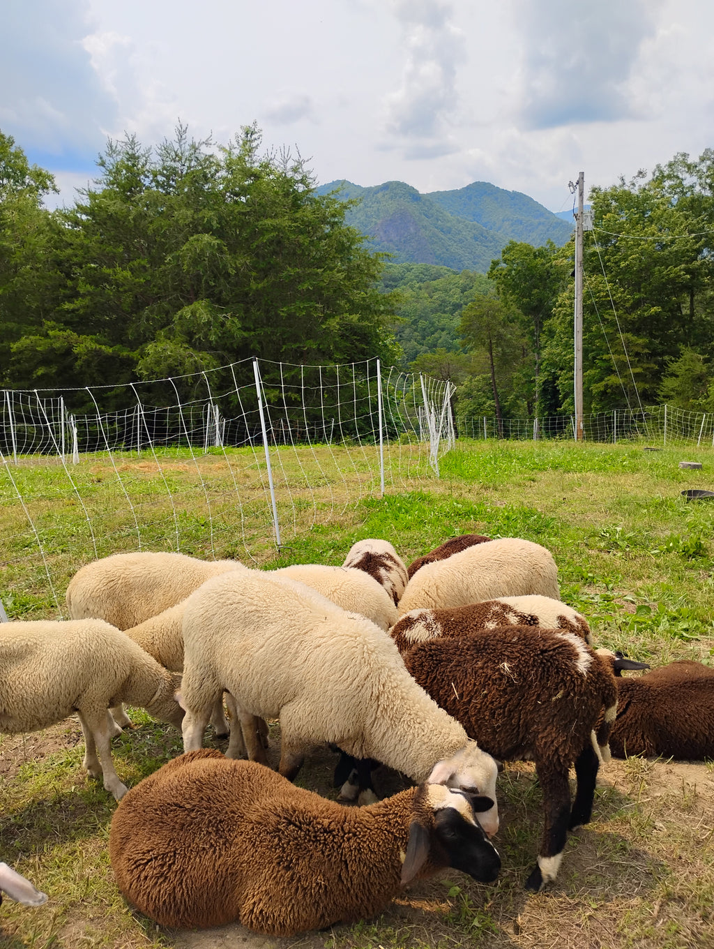 East Friesian-Tunis Mix Yarn